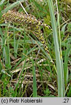 Carex flacca (turzyca sina)