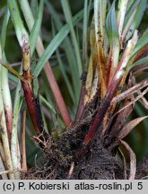 Carex flacca (turzyca sina)