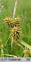 Carex flava (turzyca żółta)