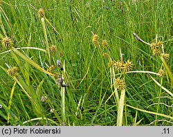 Carex flava (turzyca żółta)