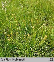 Carex flava (turzyca żółta)