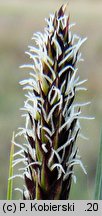 Carex hartmaniorum (turzyca Hartmana)