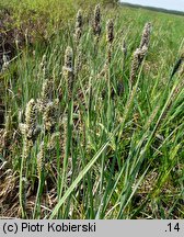 Carex hartmaniorum (turzyca Hartmana)