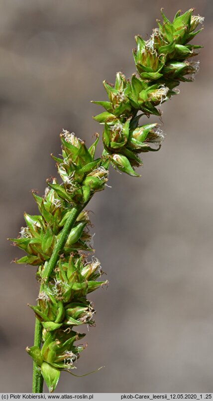 Carex leersii