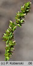 Carex leersii