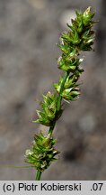 Carex leersii