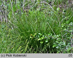 Carex leersii