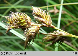 Carex ligerica (turzyca loarska)