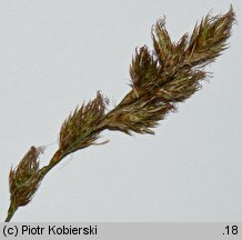 Carex ligerica (turzyca loarska)