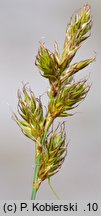 Carex ligerica (turzyca loarska)