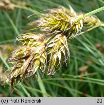 Carex ligerica (turzyca loarska)