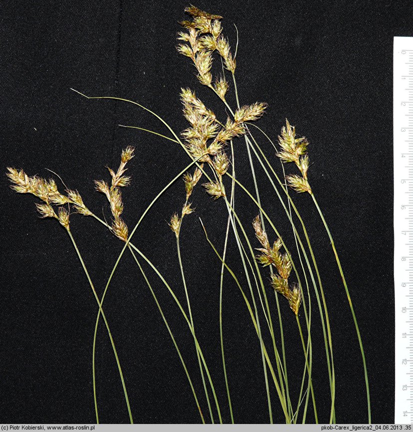 Carex ligerica (turzyca loarska)