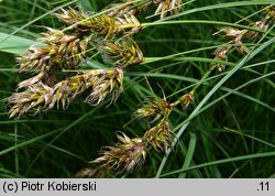 Carex ligerica (turzyca loarska)