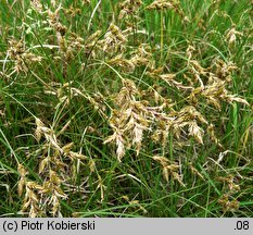 Carex ligerica (turzyca loarska)