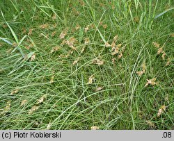 Carex ligerica (turzyca loarska)