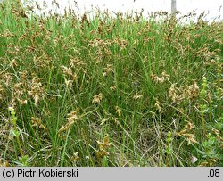 Carex ligerica (turzyca loarska)