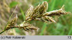 Carex ligerica (turzyca loarska)