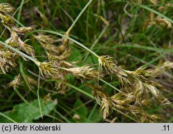 Carex ligerica (turzyca loarska)