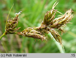 Carex ligerica (turzyca loarska)