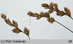 Carex ligerica (turzyca loarska)