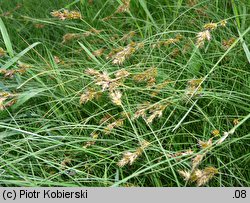 Carex ligerica (turzyca loarska)