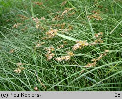 Carex ligerica (turzyca loarska)