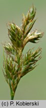 Carex ligerica (turzyca loarska)