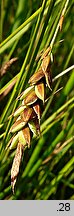 Carex limosa (turzyca bagienna)