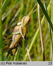 Carex limosa (turzyca bagienna)