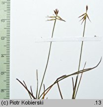 Carex microglochin (turzyca drobnozadziorkowa)