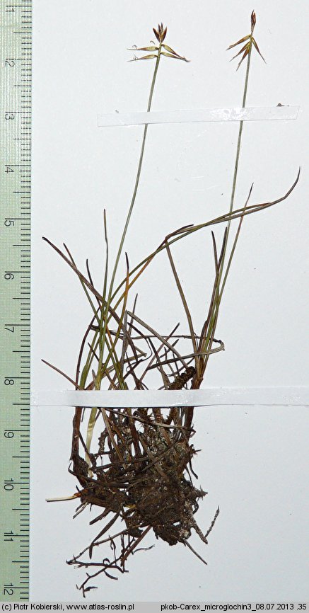 Carex microglochin (turzyca drobnozadziorkowa)