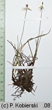 Carex microglochin (turzyca drobnozadziorkowa)