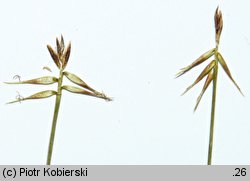 Carex microglochin (turzyca drobnozadziorkowa)