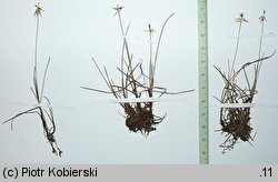 Carex microglochin (turzyca drobnozadziorkowa)