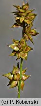 Carex muricata s.str.