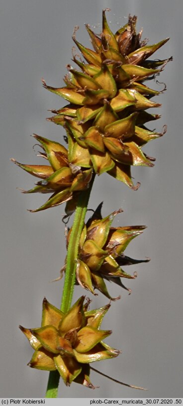 Carex muricata