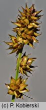 Carex muricata