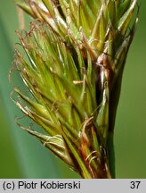 Carex ovalis (turzyca zajęcza)