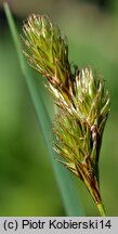 Carex ovalis (turzyca zajęcza)