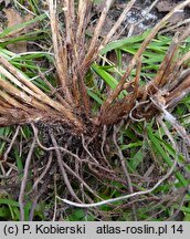 Carex ovalis (turzyca zajęcza)