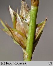 Carex pairae (turzyca najeżona)