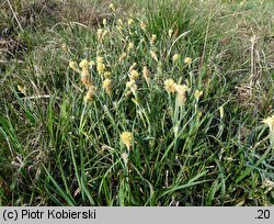 Carex panicea (turzyca prosowata)