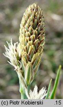 Carex panicea (turzyca prosowata)