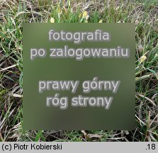 Carex panicea (turzyca prosowata)