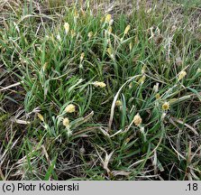 Carex panicea (turzyca prosowata)