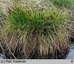 Carex paniculata (turzyca prosowa)