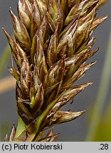 Carex paniculata (turzyca prosowa)