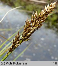 Carex paniculata (turzyca prosowa)