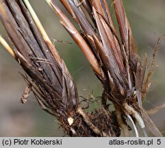 Carex paniculata (turzyca prosowa)