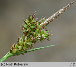 Carex pilulifera (turzyca pigułkowata)